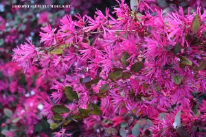 Loropetalum _Plum Delight’ - blossom